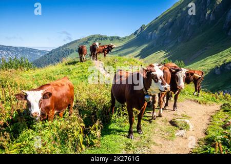 Kühe in einem Bergfeld. Das Grand-Bornand, Frankreich Stockfoto