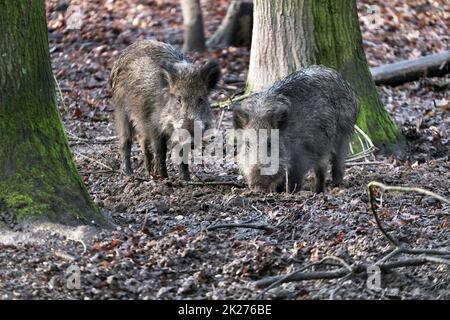 Ausflug zum Wildschweingehege Krefeld Huelser Berg Krefeld-Huels â€“ Wildschweingehege Stockfoto