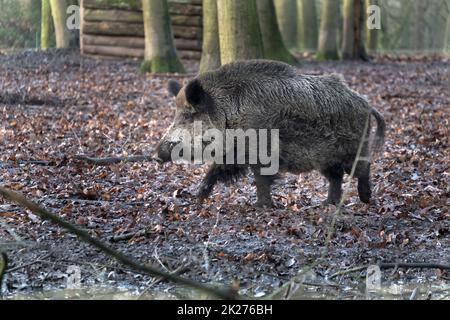 Ausflug zum Wildschweingehege Krefeld Huelser Berg Krefeld-Huels â€“ Wildschweingehege Stockfoto