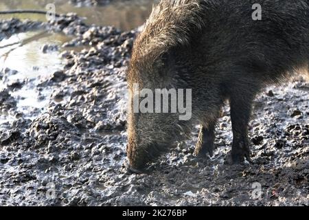 Ausflug zum Wildschweingehege Krefeld Huelser Berg Krefeld-Huels â€“ Wildschweingehege Stockfoto