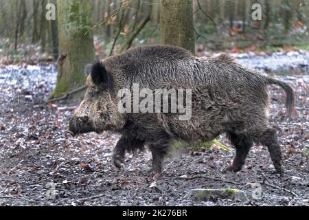 Ausflug zum Wildschweingehege Krefeld Huelser Berg Krefeld-Huels â€“ Wildschweingehege Stockfoto