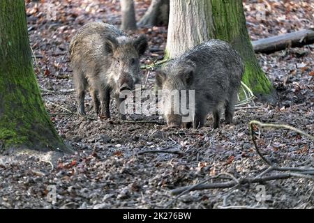 Ausflug zum Wildschweingehege Krefeld Huelser Berg Krefeld-Huels â€“ Wildschweingehege Stockfoto