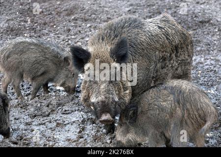 Ausflug zum Wildschweingehege Krefeld Huelser Berg Krefeld-Huels â€“ Wildschweingehege Stockfoto