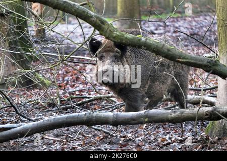 Ausflug zum Wildschweingehege Krefeld Huelser Berg Krefeld-Huels â€“ Wildschweingehege Stockfoto