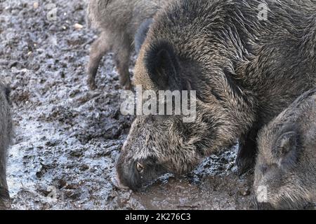 Ausflug zum Wildschweingehege Krefeld Huelser Berg Krefeld-Huels â€“ Wildschweingehege Stockfoto