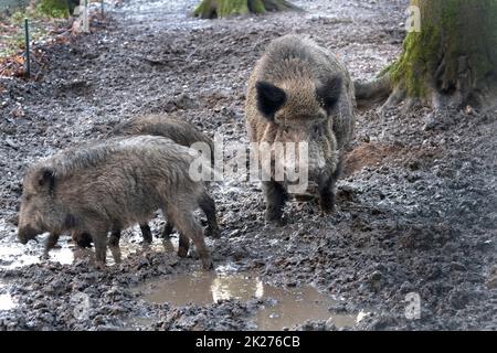 Ausflug zum Wildschweingehege Krefeld Huelser Berg Krefeld-Huels â€“ Wildschweingehege Stockfoto