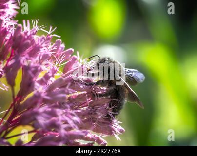 Violette Zimmermannsbiene auf einer Eupatrorium-Blume Stockfoto