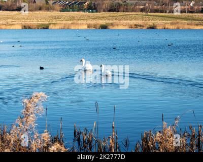 Zwei stumme Schwäne, die auf einem Teich wegschwimmen Stockfoto