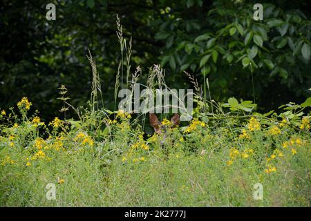 Ein Reh versteckt sich hinter hohem Gras Stockfoto