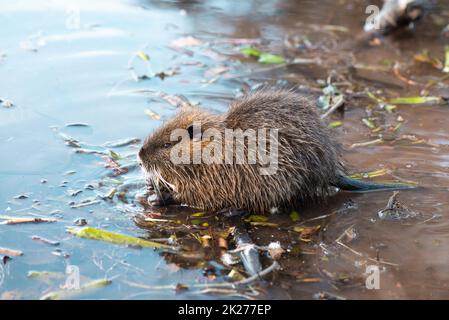 Nutria, coypu pflanbivore, semiaquatische Nagetiere Mitglied der Familie Myocastoridae am Flussbett, Babytiere, habintante Feuchtgebiete, Flussratte Stockfoto