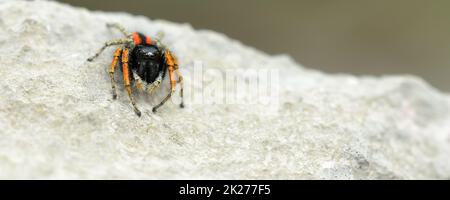 Die kleine springende Spinne Philaeus auf der Felsoberfläche aus nächster Nähe Stockfoto