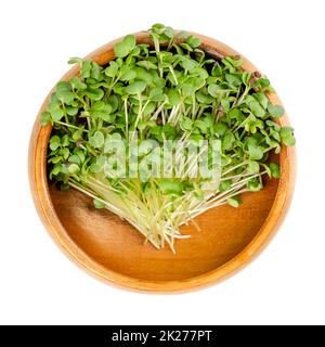 Schwarzer Senf, mikrogrün, Braten von Brassica nigra, in einer Holzschüssel Stockfoto