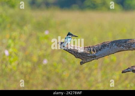 Amazonas Kingfisher im Pantanal Stockfoto