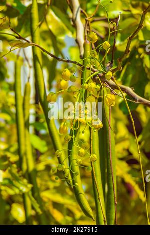 Indischer Cassia-Baum Goldener Duschbaum mit Samenkapseln. Stockfoto