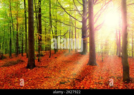 Herbst mit Sonnenlicht und Sonnenstrahlen - schöne Bäume im Buchenwald im Herbst Stockfoto