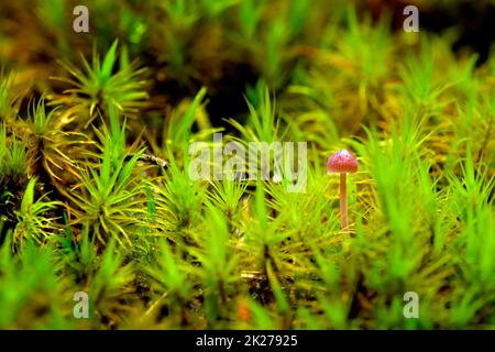 Kleiner Pilz wächst im Wald inmitten von Moos, Makrofoto Stockfoto
