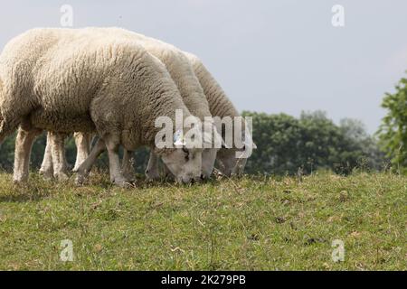 Norddeutsche Schafe grasen auf der Lesbe Stockfoto