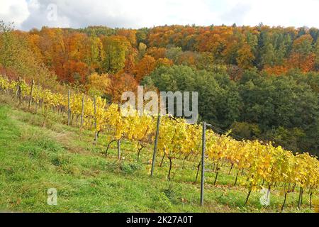 Weinberg bei Hoerstein Stockfoto