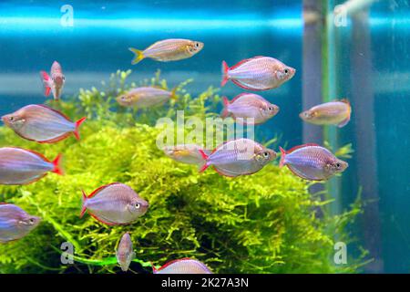 Schönes Aquarium mit bunten Fischen und Unterwasserpflanzen. Unterwasserwelt Stockfoto