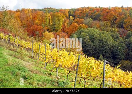 Weinberg bei Hoerstein Stockfoto