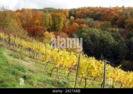 Weinberg bei Hoerstein Stockfoto