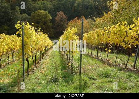 Weinberg bei Hoerstein Stockfoto