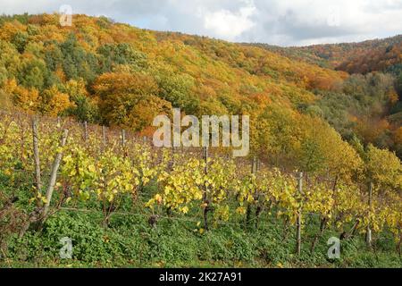 Weinberg bei Hoerstein Stockfoto