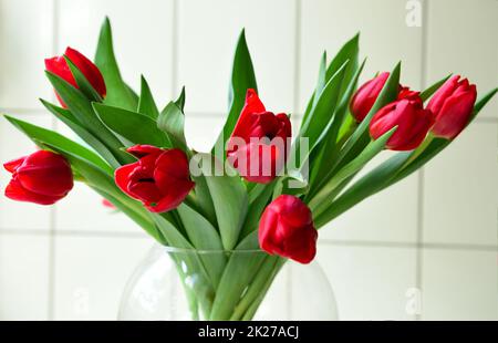 Tulip Stockfoto