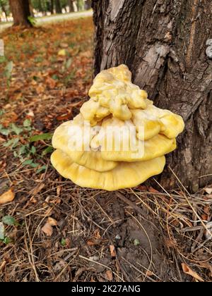 Polypore schwefelgelb am Baum Stockfoto