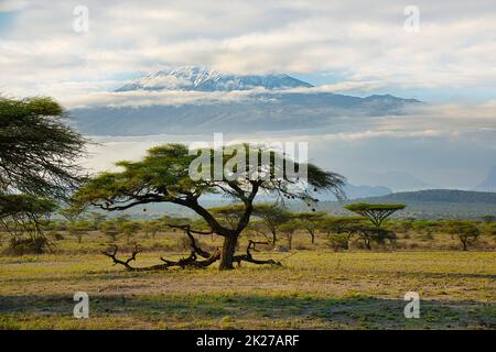 Bilder vom schneebedeckten Kilimandscharo in Kenia Stockfoto