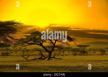 Sonnenuntergang und Sonnenaufgang im Tsavo East und Tsavo West National Park in Kenia Stockfoto