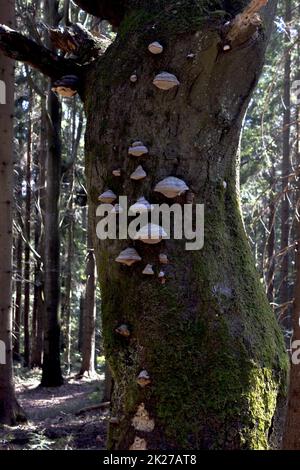 Mit Pilzen bedeckte Bäume Stockfoto