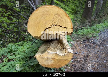 Detaildarstellung der Jahresringe von abgesplitterten Baumstämmen Stockfoto