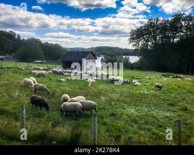 Schafe auf einem Feld rund um den See von Vassiviere, Limousin, Frankreich Stockfoto