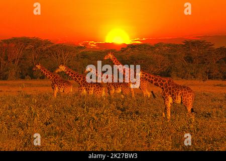 Sonnenuntergang und Sonnenaufgang im Tsavo East und Tsavo West National Park in Kenia Stockfoto