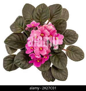 Rosa afrikanische violette Blume Stockfoto