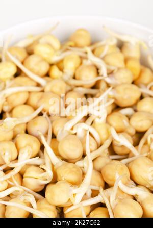 Kichererbsensprossen, in einer weißen Schüssel, gezüchtete Garbanzobohnen, Nahaufnahme Stockfoto