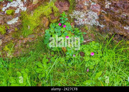 Grooto Texture, Flores, Uruguay Stockfoto