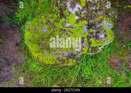 Moos-Textur, Flores, Uruguay Stockfoto