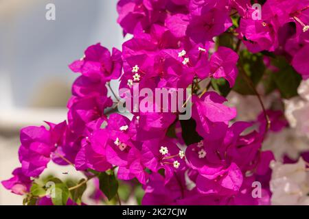 Blühende rote Bougainvillea blüht auf Santorini. Stockfoto