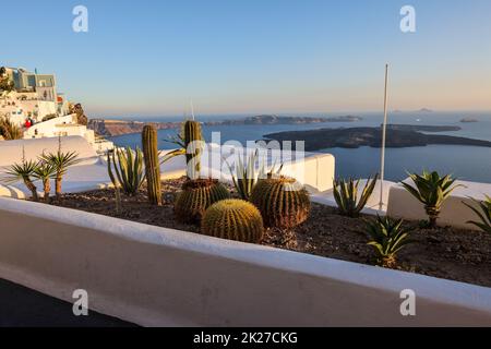 Nahaufnahme von Kakteen und Aloen, die in einem Blumenbeet in Santorin wachsen. Stockfoto