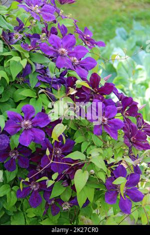 Schöne Blüten von blühenden violetten Clematis im Garten Stockfoto