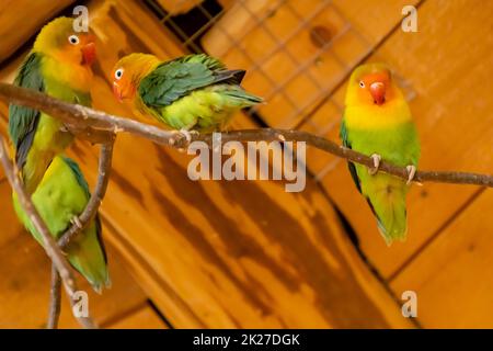 Papageien im Zoo, Jihlava, Tschechische Republik Stockfoto