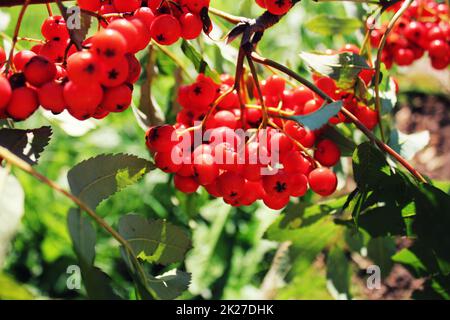 Sorbus Aucuparia, Rowan oder Eberesche mit orange Beeren im Sommer Stockfoto