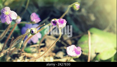 Blaue Blumen Hepatica Nobilis auch Lebermoos, Kidneywort, Abel, Anemone Hepatica. Stockfoto