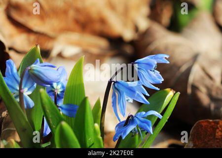 Sibirischer Blaustern, Scilla Siberica blühen im März Stockfoto