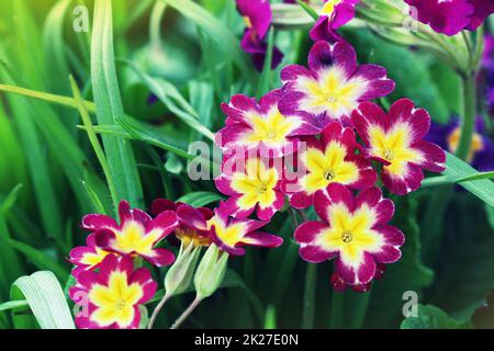 Mehrjährige Primel oder Primeln im Frühlingsgarten. Frühling Primeln Blumen, Primula Polyanthus. Die schöne rosa Farben Primel Blumen Garten Stockfoto