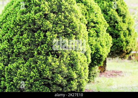 Picea Glauca Conica Zwerg dekorative Nadel-immergrüner Baum. Auch bekannt als Canadian, Stinktier, Cat, Black Hills, Alberta weiß Fichte Stockfoto