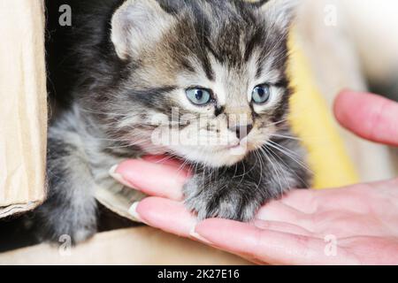 Überrascht niedlich Yuong Katze Blick auf die neue Gastgeberin. Katzenpfote liegen einerseits Frauen. Angebote zu Freunden werden Stockfoto