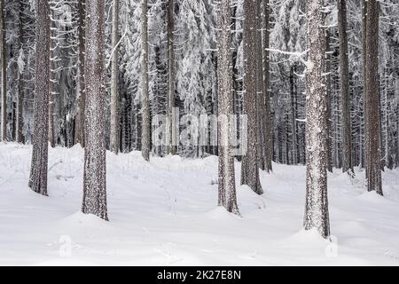 Winterlandschaft im Thüringer Wald bei Schmiedefeld am Rennsteig Stockfoto